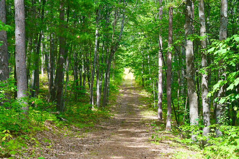 Black Mountain Pathways